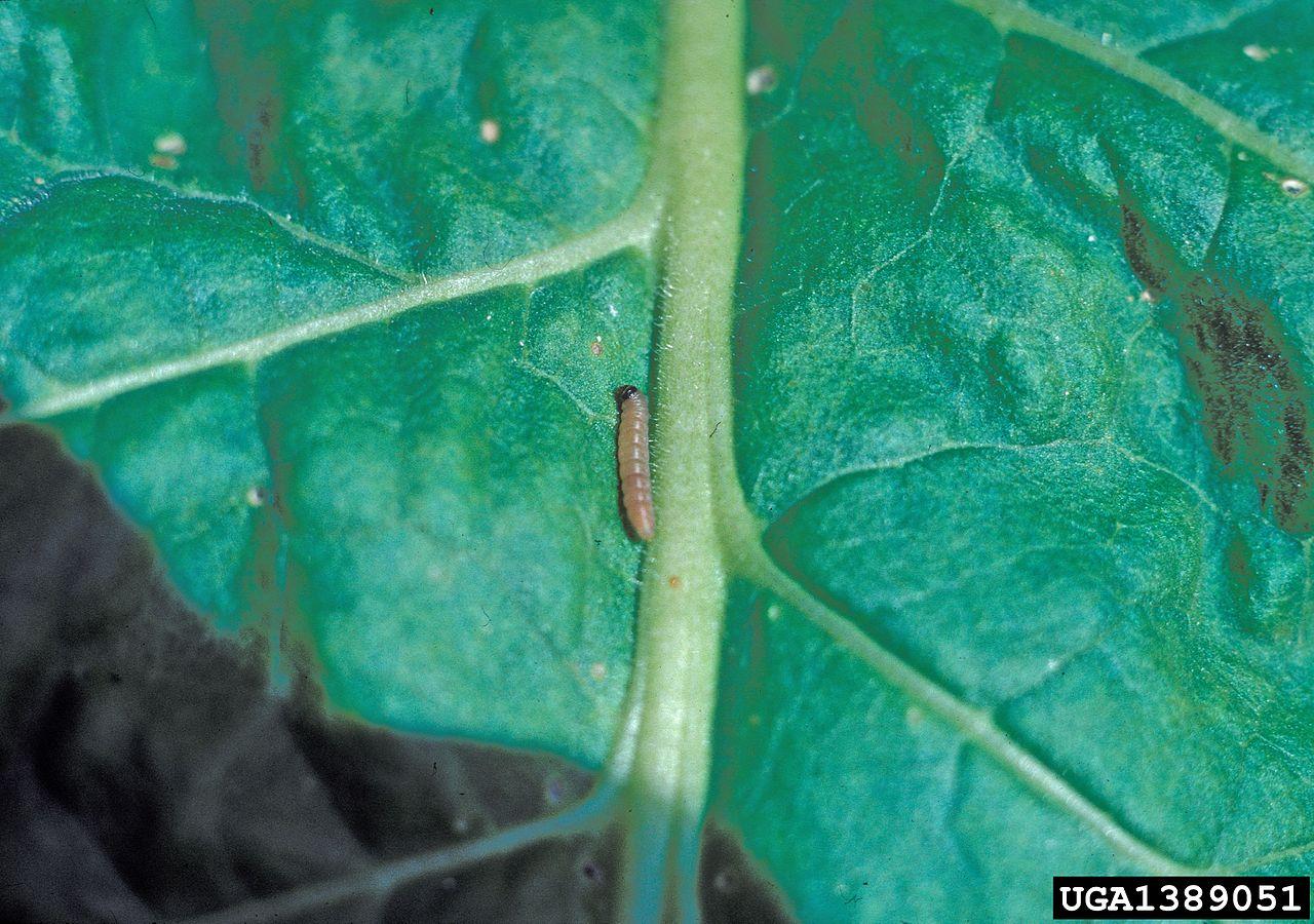 Potato Tuberworms on Vegetables University of Maryland Extension